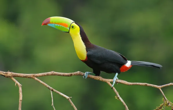 Picture color, eyes, colors, branch, beak, Toucan, eye, branch