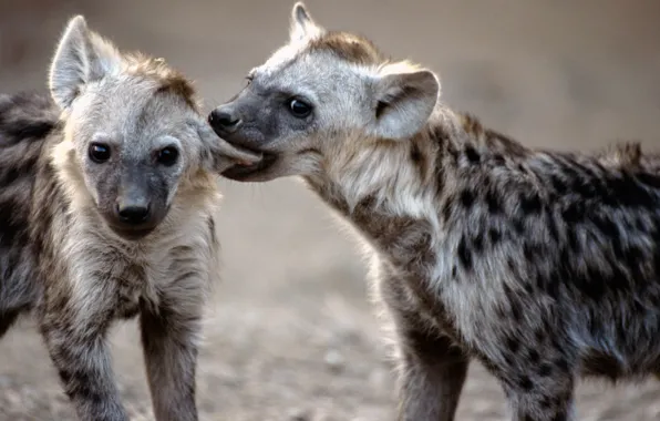 Picture couple, animal, predators, wildlife, .two black-and-gray hyenas