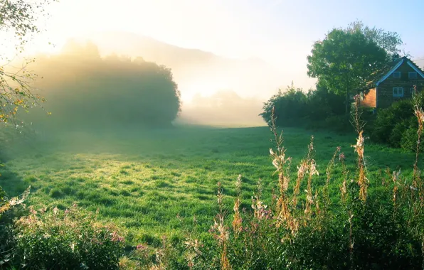 Picture grass, trees, house, morning