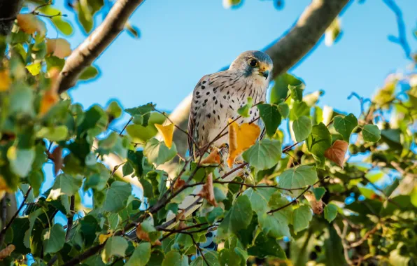 Leaves, branch, bird, Kestrel