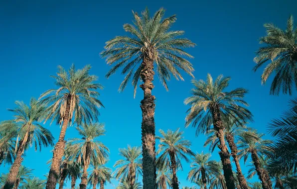 Picture the sky, blue, palm trees, 152
