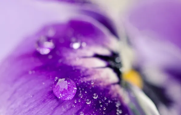 Purple, drops, macro, flowers, Rosa, petals, blur