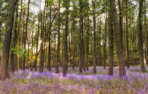 Picture forest, grass, rays, light, trees, flowers