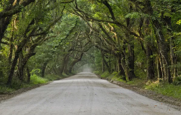 Road, trees, landscape