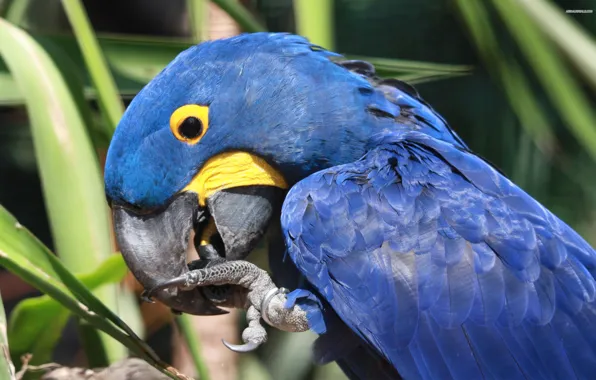 Picture bird, parrot, Hyacinth macaw