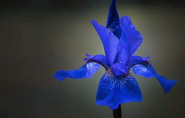 Picture macro, petals, iris
