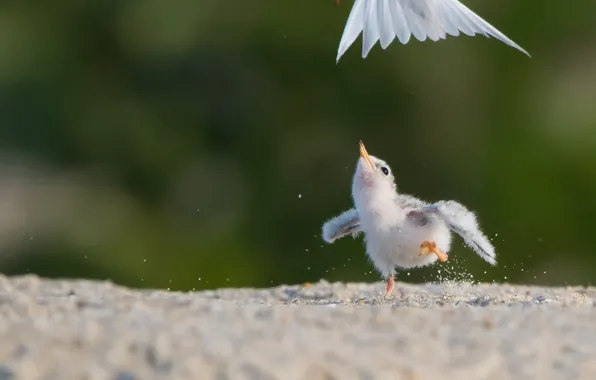 Feathers, baby, tail, chick, bokeh, California tern, Wait for me!!!