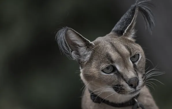 Picture look, face, portrait, ears, wild cat, Caracal