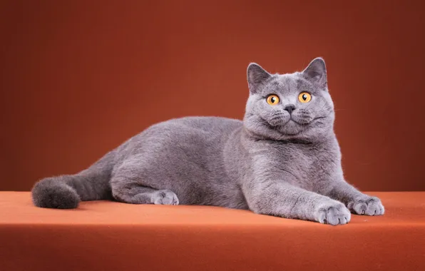Cat, cat, look, pose, kitty, grey, paws, muzzle