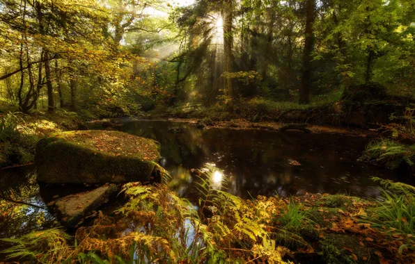 Autumn, forest, the sun, light, lake, pond, Park, stones