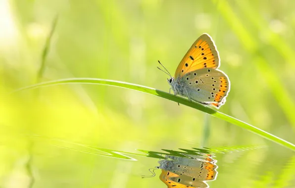 Grass, water, macro, light, reflection, butterfly, photoshop, red