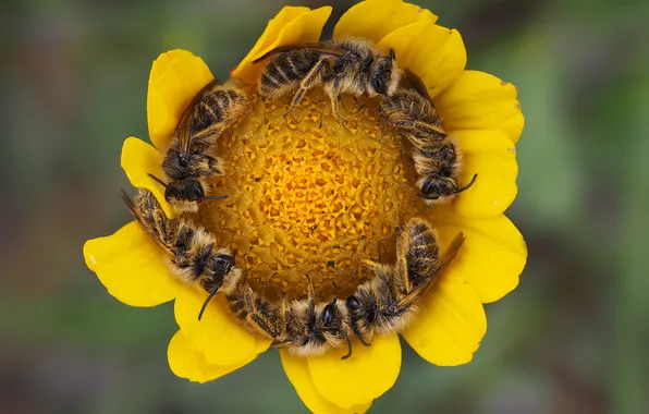 Flower, macro, insects, bee, round, petals, bees, dance