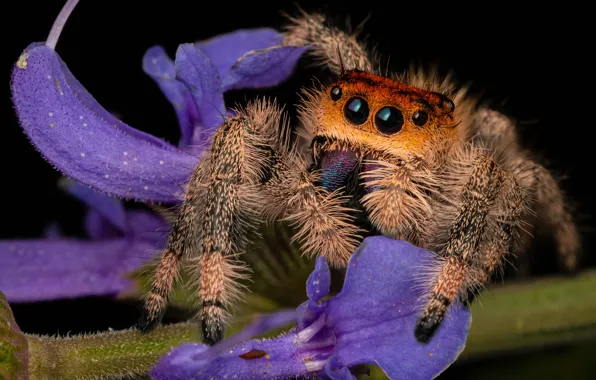 Look, macro, flowers, spider, black background, lilac, jumper, spider