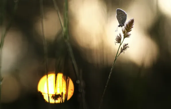 Macro, butterfly, silhouette, grass, bokeh, Wallpaper from lolita777