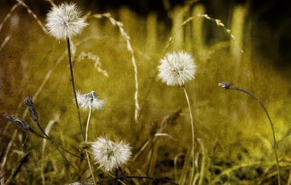 Picture flowers, style, background, dandelions