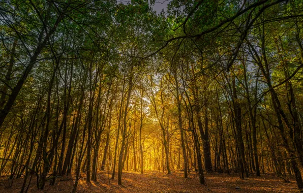 Autumn, forest, trees