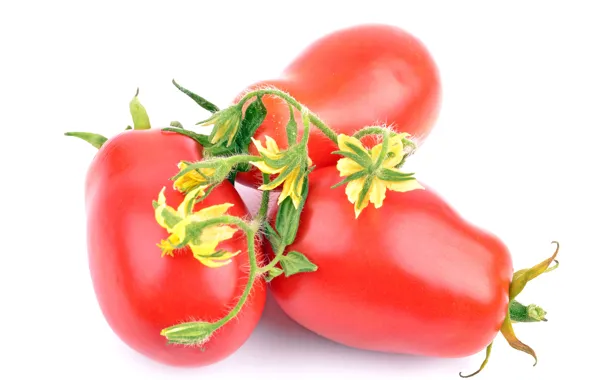 Light background, tomatoes, flowers, tomatoes
