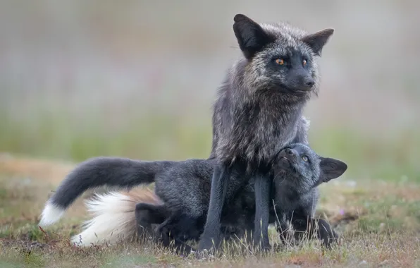 Look, face, pose, glade, the game, Fox, Fox, a couple