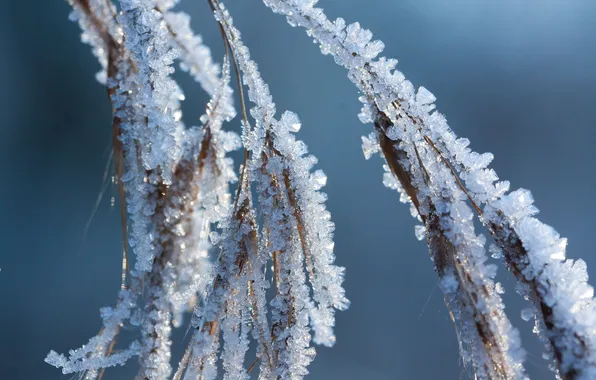 Picture winter, frost, macro, snow, nature, branch, frost