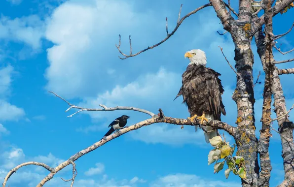 The sky, tree, bird, branch, bald eagle, forty
