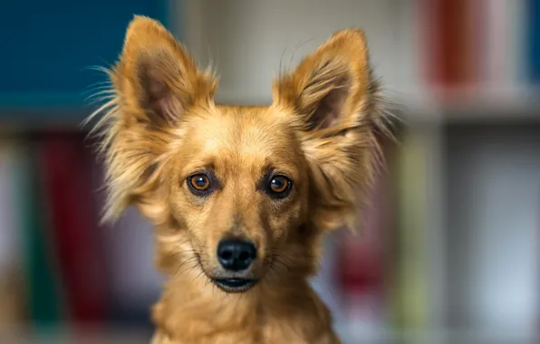 Look, face, portrait, dog, red, bokeh, toy Terrier, shelves
