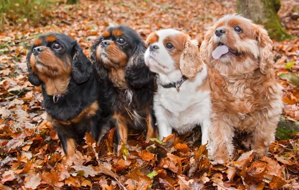 Autumn, dogs, friends