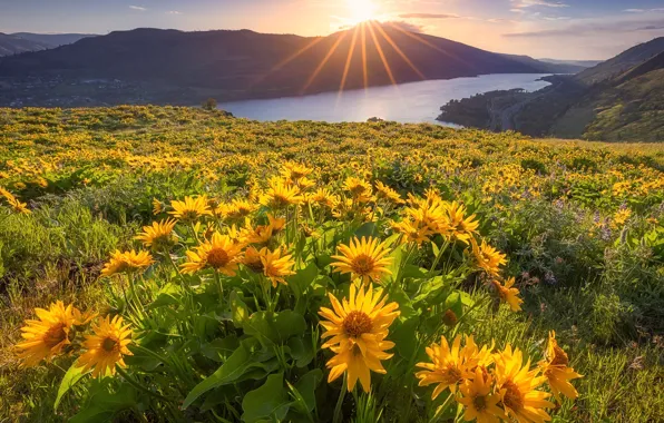 Flowers, river, dawn, hills, morning, meadow, Oregon, Oregon