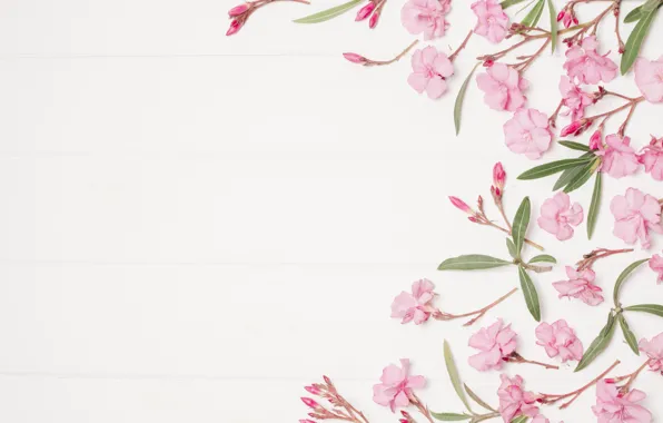 Flowers, background, pink, pink, flowers, floral