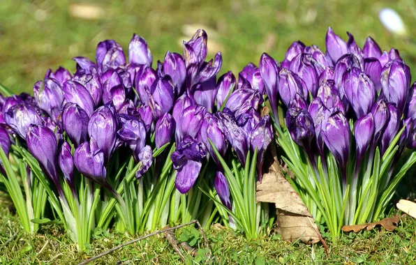 Flowers, glade, spring, purple, crocuses, buds, flowerbed, lilac