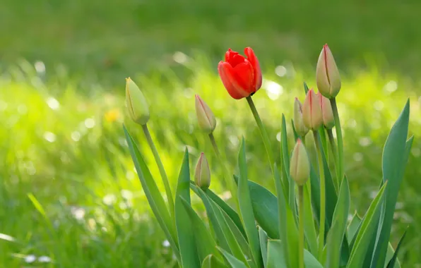Picture red, flowers, light, tulips, glade, bokeh, greens, spring
