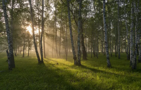 Picture road, forest, morning