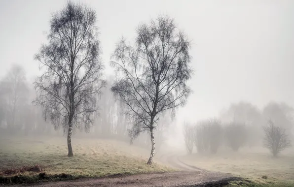 Road, fog, spring, birch