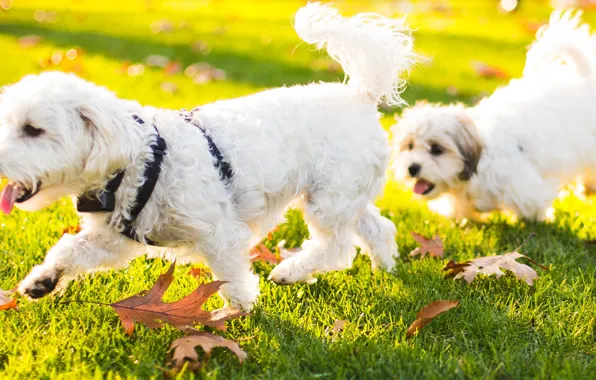 Picture animals, grass, leaves, nature, puppy