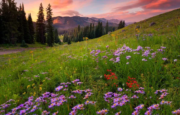 Forest, summer, flowers, meadow, asters
