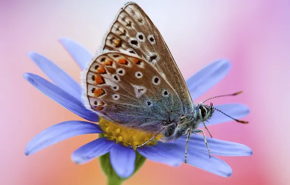 Flower, blue, butterfly, pink background