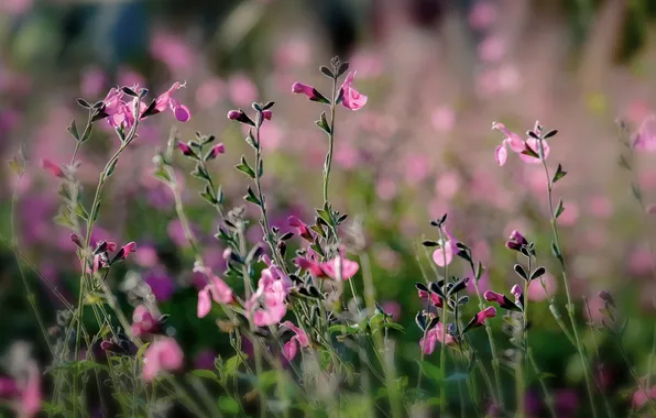 Field, flowers, stem, buds, bokeh