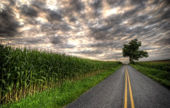 Road, clouds, tree, overcast, field, highway, plantation