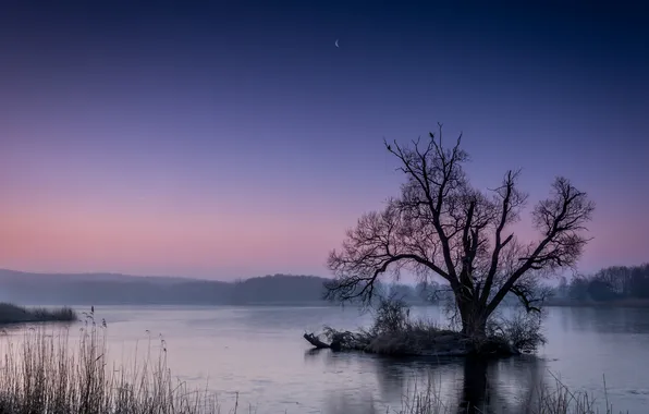 Picture night, lake, tree