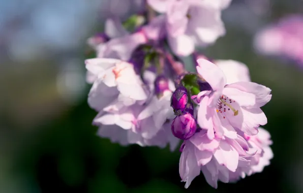 Picture color, nature, lilac, pink, color, beauty, branch, spring