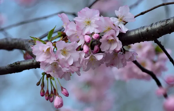 Branches, nature, spring