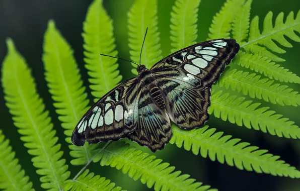 Macro, Butterfly, Leaves, Macro, Butterfly, Leaves