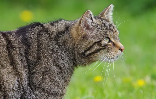 Cat, cat, grey, glade, profile, striped, wild, forest