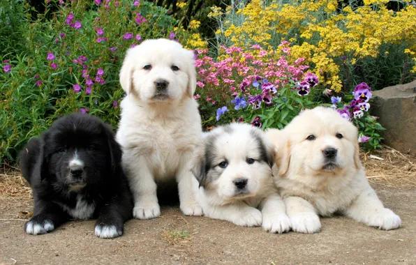 Puppies, Retriever, Dogs, Retriever, Puppy