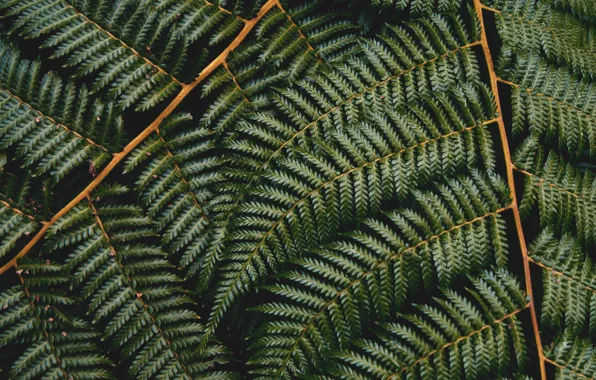 Leaves, Plant, Green, Leaves, Flora, Plant, Green Leaves, Sheets