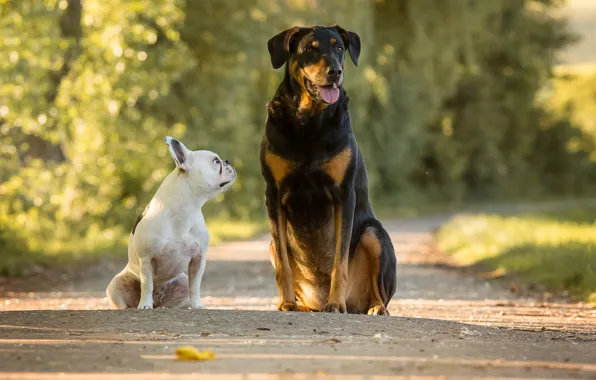 Picture road, dogs, French bulldog, two dogs, large and small