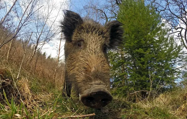 Picture nature, background, boar