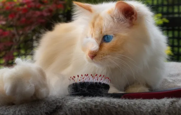 Cat, cat, look, face, portrait, wool, comb