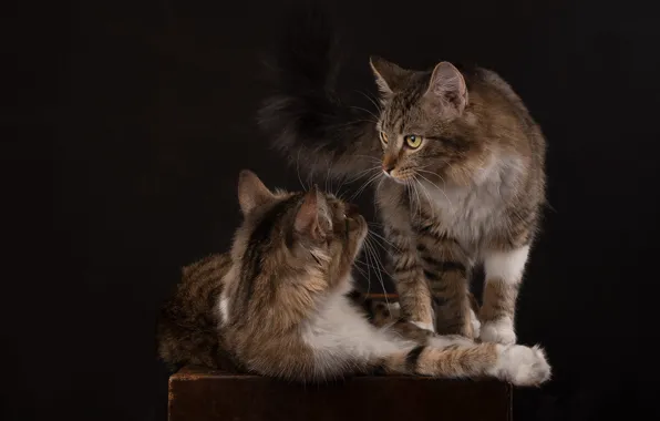 Cat, cat, look, cats, pose, the dark background, table, cats