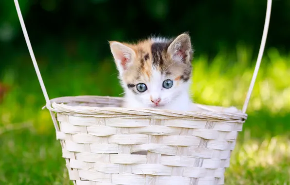 Picture look, basket, baby, muzzle, kitty
