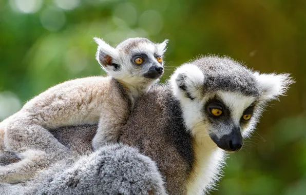 Look, pose, baby, rider, lemurs, cub, mom